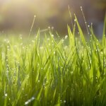 Roseau de chine morning light' - miscanthus sinensis morning light' godet 9cm