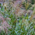 Roseau de chine p�nktchen' - miscanthus sinensis p�nktchen' pot 3l
