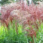 Roseau de chine red chief' - miscanthus sinensis red chief' pot 7, 5l