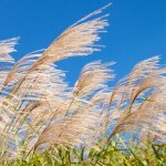 Roseau de chine silberfeder' - miscanthus sinensis silberfeder' pot 3l