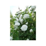 Rosier ancien de damas 'mme hardy' pot de 4l / 5l