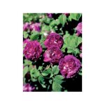 Rosier ancien gallique 'cardinal de richelieu' pot de 4l / 5l