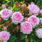 Rosier ancien olivia rose austin� 'ausmixture' / pot de 5l