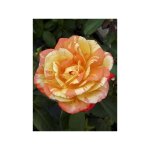 Le jardin du pic vert - rosier 'andr� willemse' pot de 4l / 5l