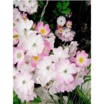 Rosier arbuste 'ballerina' pot de 4l / 5l