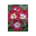 Rosier arbuste 'bukavu' pot de 4l / 5l Rosier arbuste 'bukavu' pot de 4l / 5l