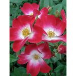 Rosier arbuste 'bukavu' racines nues en motte