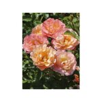 Rosier arbuste 'cubana' pot de 10 cm / 11cm, issu de bouture