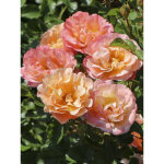 Rosier arbuste 'cubana' racines nues en motte