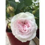 Rosier arbuste 'cuisse de nymphe' pot de 4l / 5l