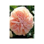 Rosier arbuste 'garden of roses'� pot de 4l / 5l