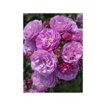 Rosier arbuste moschata 'allevia' pot de 4l / 5l