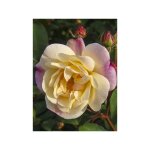 Le jardin du pic vert - rosier arbuste moschata 'apricot bells' pot de 4l / 5l Le jardin du pic vert - rosier arbuste moschata 'apricot bells' pot de 4l / 5l