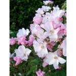 Rosier arbuste moschata 'diamant rose' pot de 4l / 5l Rosier arbuste moschata 'diamant rose' pot de 4l / 5l