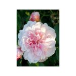 Rosier arbuste moschata 'felicia' pot de 4l / 5l Rosier arbuste moschata 'felicia' pot de 4l / 5l