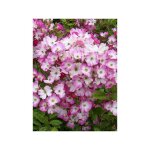Le jardin du pic vert - rosier arbuste moschata 'magie d'orient' pot de 4l / 5l Le jardin du pic vert - rosier arbuste moschata 'magie d'orient' pot de 4l / 5l