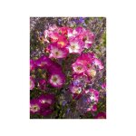 Le jardin du pic vert - rosier arbuste moschata 'schubert' pot de 4l / 5l Le jardin du pic vert - rosier arbuste moschata 'schubert' pot de 4l / 5l