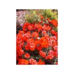 Le jardin du pic vert - rosier arbuste 'la sevillana' pot de 2l / 3l Le jardin du pic vert - rosier arbuste 'la sevillana' pot de 2l / 3l