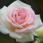 Rosier arbustif la belle ferronni�re 'kormaccap' / pot de 4l