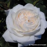 Rosier 'boule de neige' 