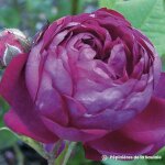 Rosier 'cardinal de richelieu'