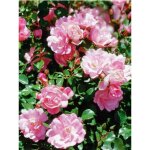 Rosier decorosiers� 'mareva'� racines nues en motte