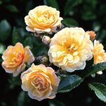 Rosier 'ghislaine de f�ligonde' (rosa 'ghislaine de f�ligonde')