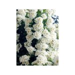 Rosier liane 'bobby james' pot de 4l / 5l