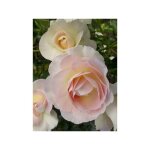 Le jardin du pic vert - rosier moderne 'prins alexander' pot de 4l / 5l