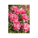 Rosier paysager 'jolie provence' pot de 4l / 5l