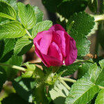 Rosier rugueux exception� 'rotes meer' / pot de 3l