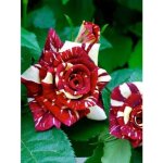 Rosier th� moderne 'abracadabra' 90 cm ? exposition soleil ? fleurs multicolores parfum�es ? pot de 3l ...