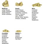 Roudybush maintenance small 0, 628 kg - granul�s naturels pour amazones, perroquets gris et autres perroquets ...