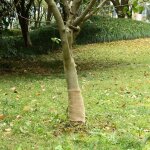 Rouleau de jute 0, 25x25 m 100 % jute 200 g / m