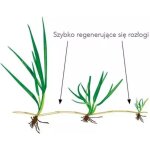 Barenbrug rpr lawn 1 kg graines de gazon paisses et rsistantes
