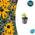 Rudbeckia fulgida 'goldsturm' plante vivace - taille 10 - 25 cm - pot �9 cm? comfortxl green