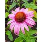 Rudbeckia pourpre 'pink parasol' le sachet de 64 graines (0, 3g)