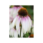 Rudbeckia 'pretty parasols' godet de 8 / 9 cm