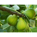 San giovanni bianco figuier 24cm pot