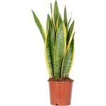 Sansevieria laurentii - langue de belle - mre - plante d'intrieur - dpolluante - trs facile d'entretien ...
