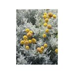 Santoline petit cypr�s godet de 7 / 8 cm