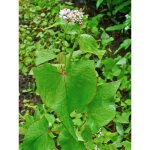 Sarrasin commun, bl� noir sachet de 1. 5g