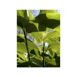 Le jardin du pic vert - sasa palmata 'nebulosa' pot de 2l / 3l