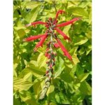 Sauge ananas 'golden delicious' pot de 1, 5l / 2l