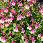 Sauge d'automne mirage? rose bicolor / pot de 3l