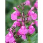 Sauge 'delice roselilac' pot de 2l / 3l