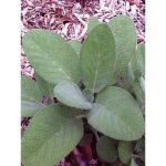 Sauge officinale 'berggarten' pot de 1, 5l / 2l