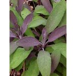 Sauge officinale 'purpurascens' pot de 1, 5l / 2l