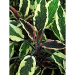 Sauge officinale 'tricolor' pot de 1, 5l / 2l