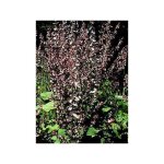 Sauge sclar�e le sachet de 50 graines (0, 2g)